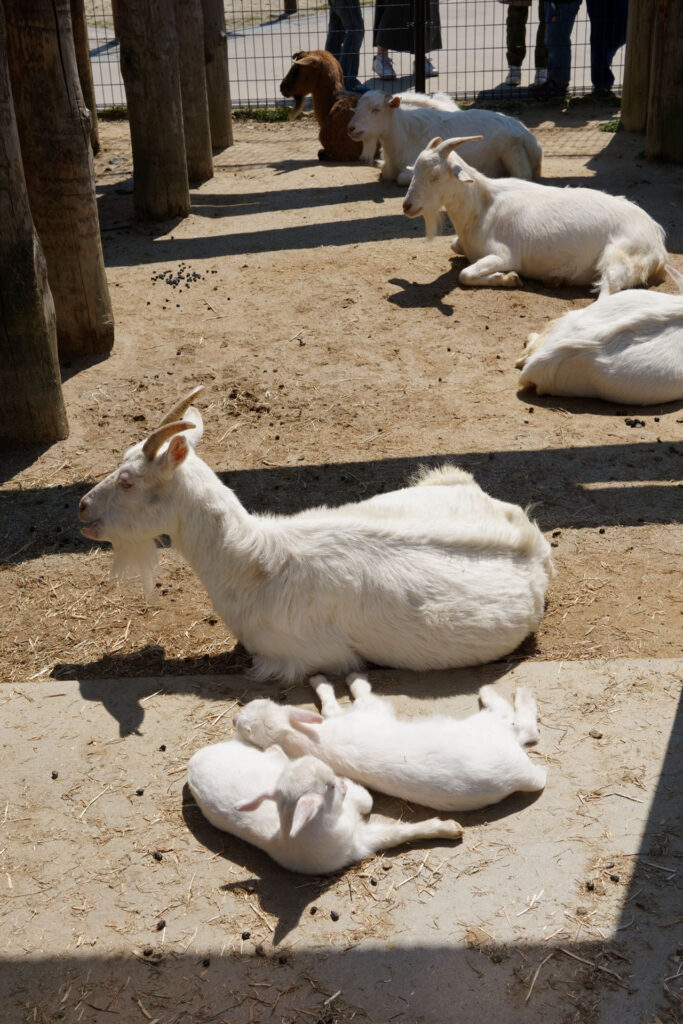 動物たちのランチ