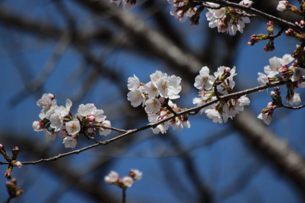【染井吉野 開花】ありがとう EOS Kiss X5