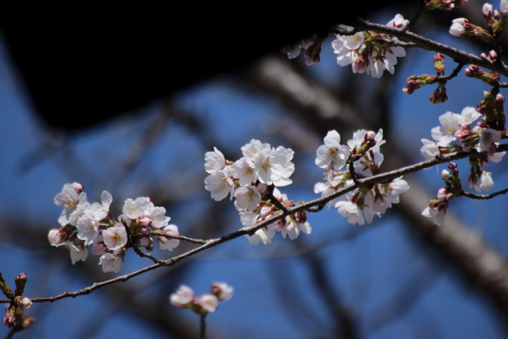 【染井吉野 開花】ありがとう EOS Kiss X5
