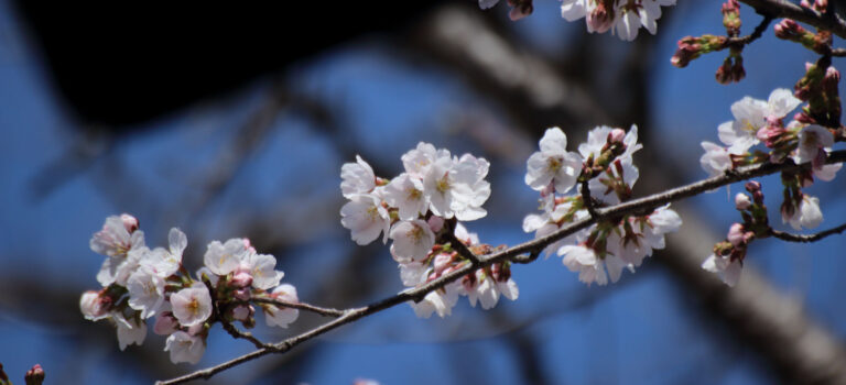 【染井吉野 開花】ありがとう EOS Kiss X5