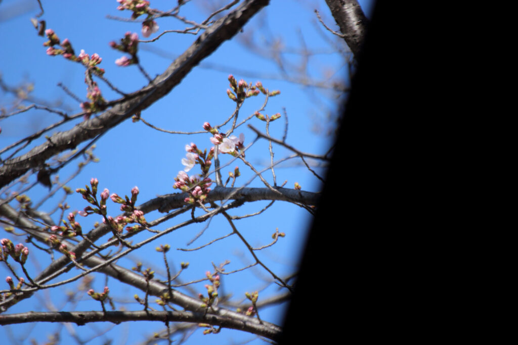【染井吉野 開花】ありがとう EOS Kiss X5