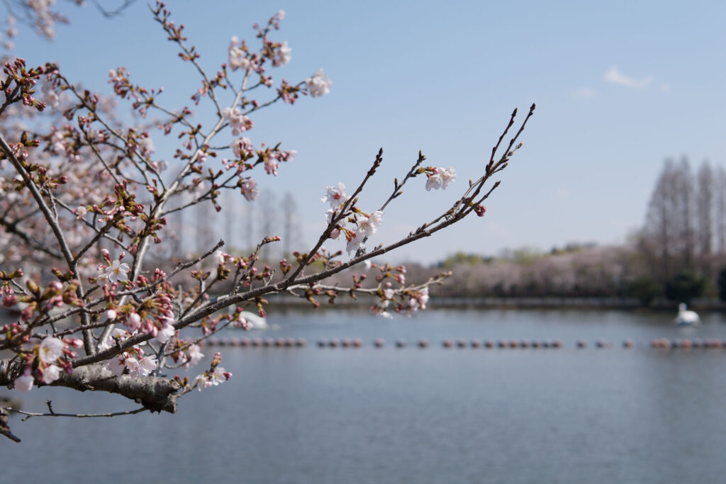 東武動物公園|水鳥の楽園