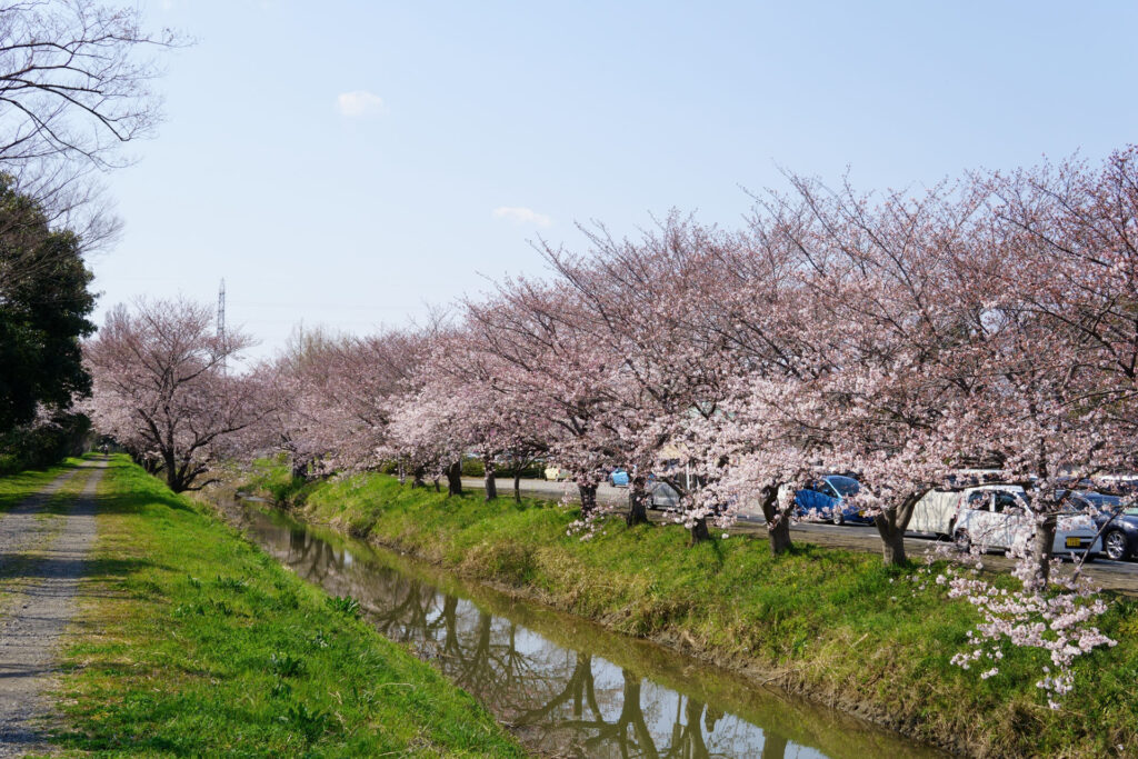 姫宮落川｜桜並木の風景