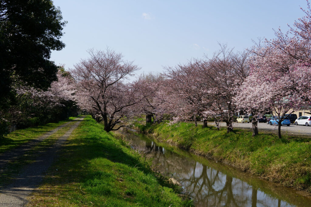 姫宮落川｜桜並木の風景