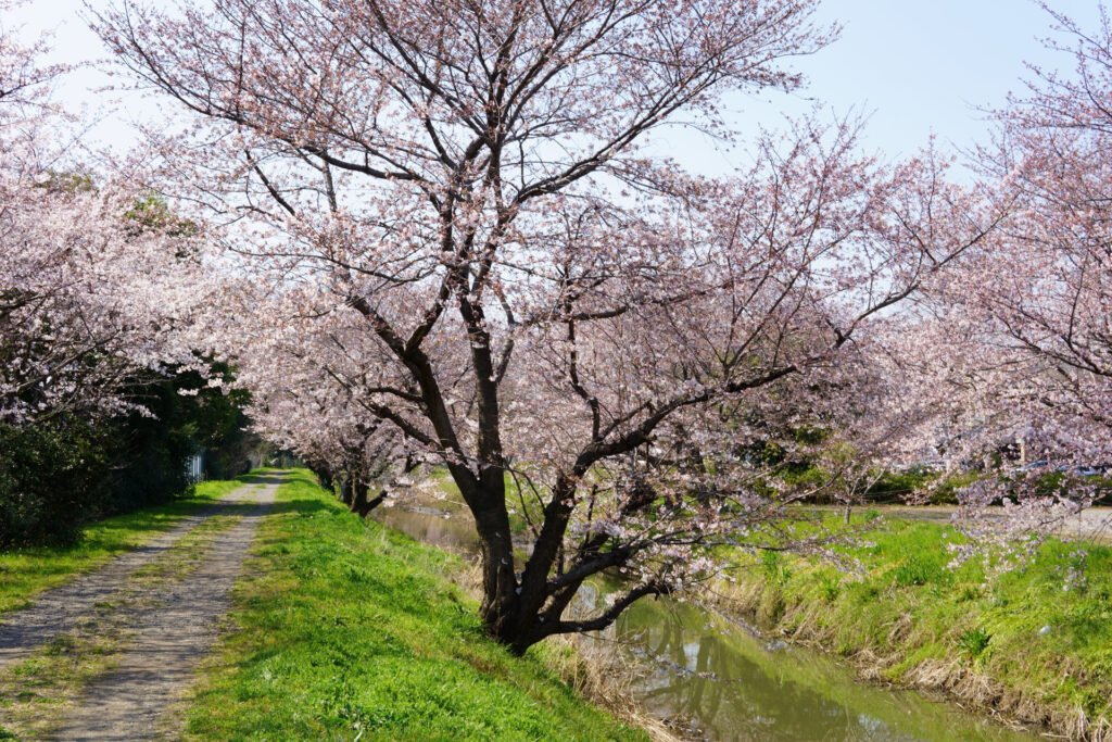 姫宮落川｜桜並木の風景