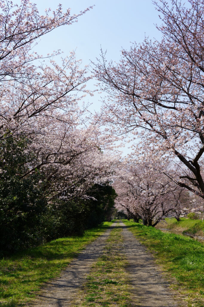 姫宮落川｜桜並木の風景