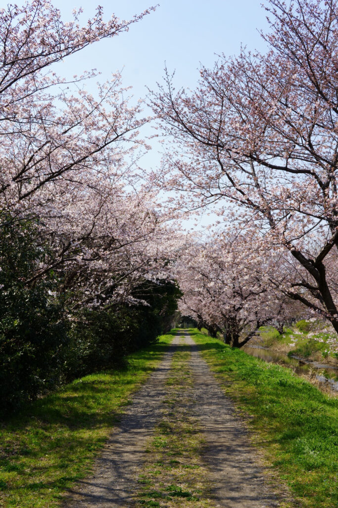 姫宮落川｜桜並木の風景