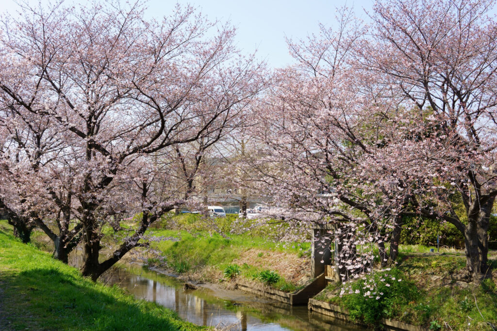 姫宮落川｜桜並木の風景
