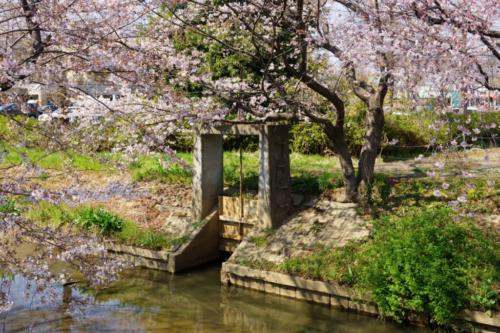 姫宮落川｜桜並木の風景