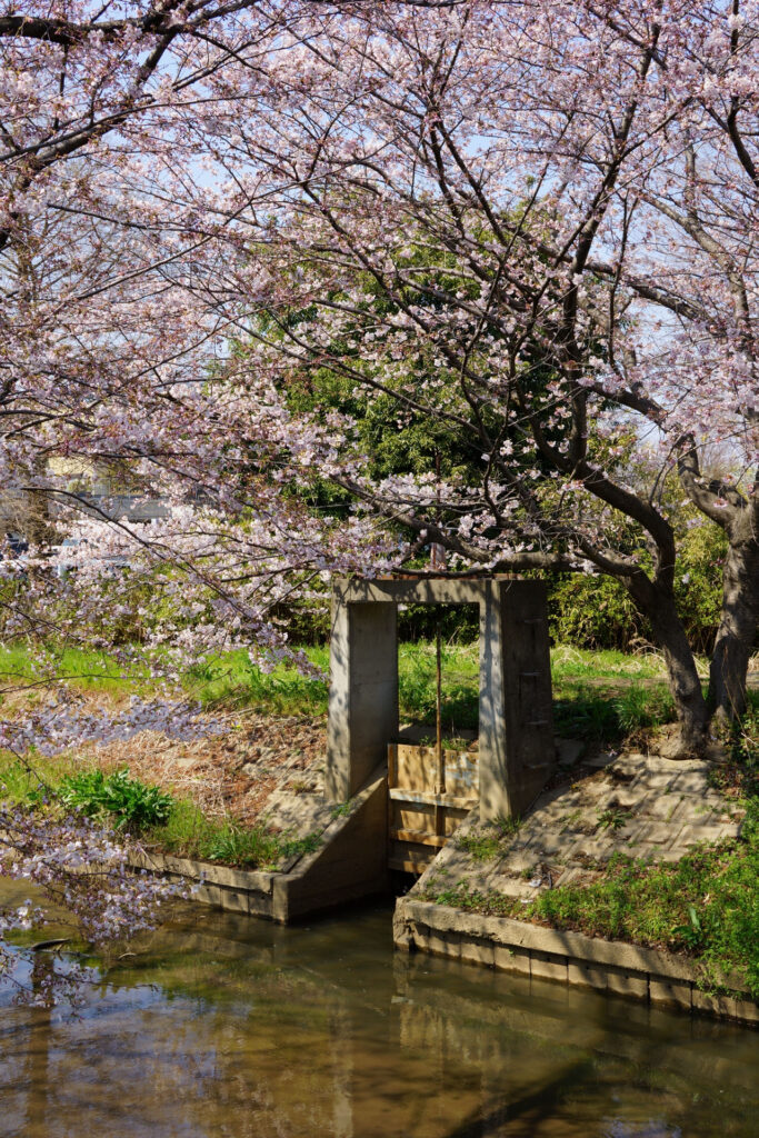 姫宮落川｜桜並木の風景