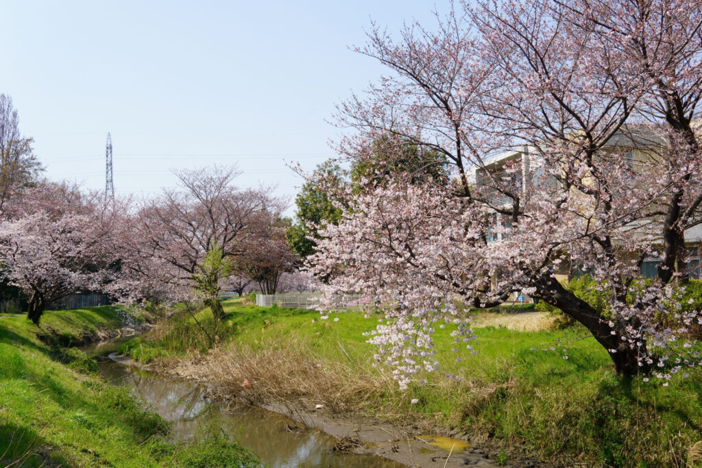 姫宮落川｜桜並木の風景