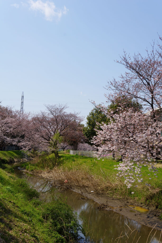 姫宮落川｜桜並木の風景