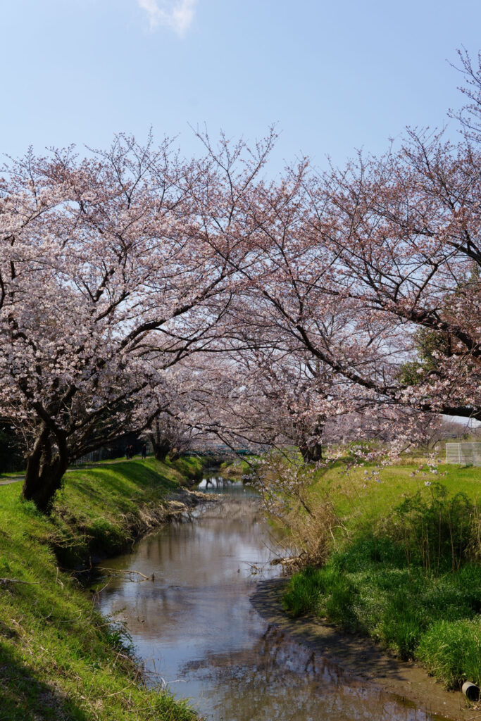 姫宮落川｜桜並木の風景