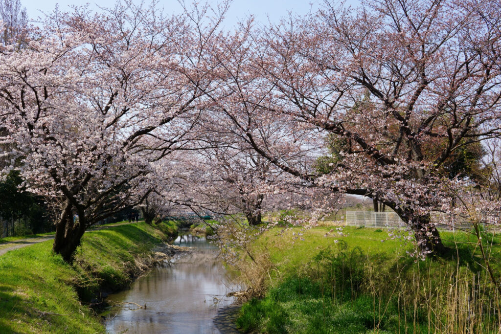 姫宮落川｜桜並木の風景