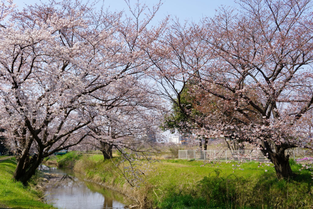 姫宮落川｜桜並木の風景