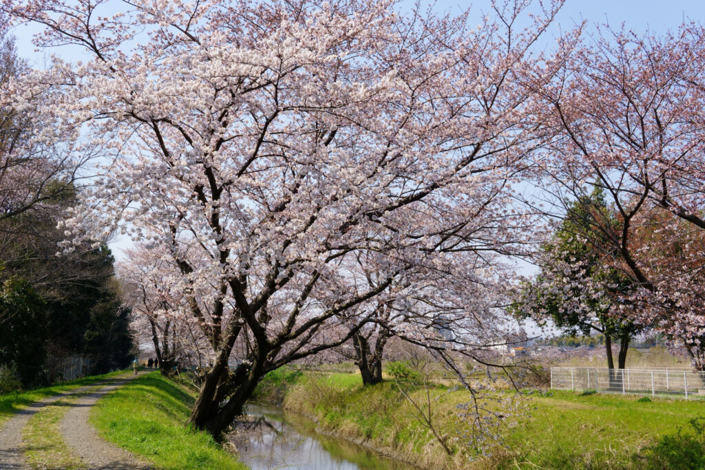 姫宮落川｜桜並木の風景