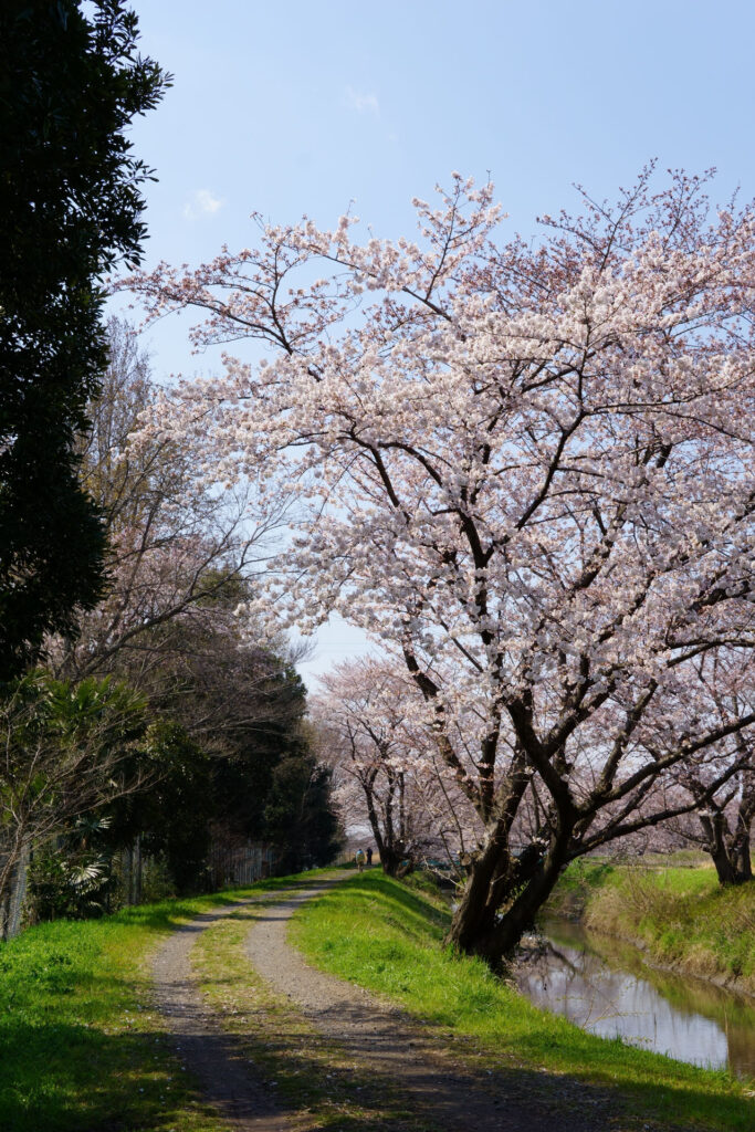 姫宮落川｜桜並木の風景