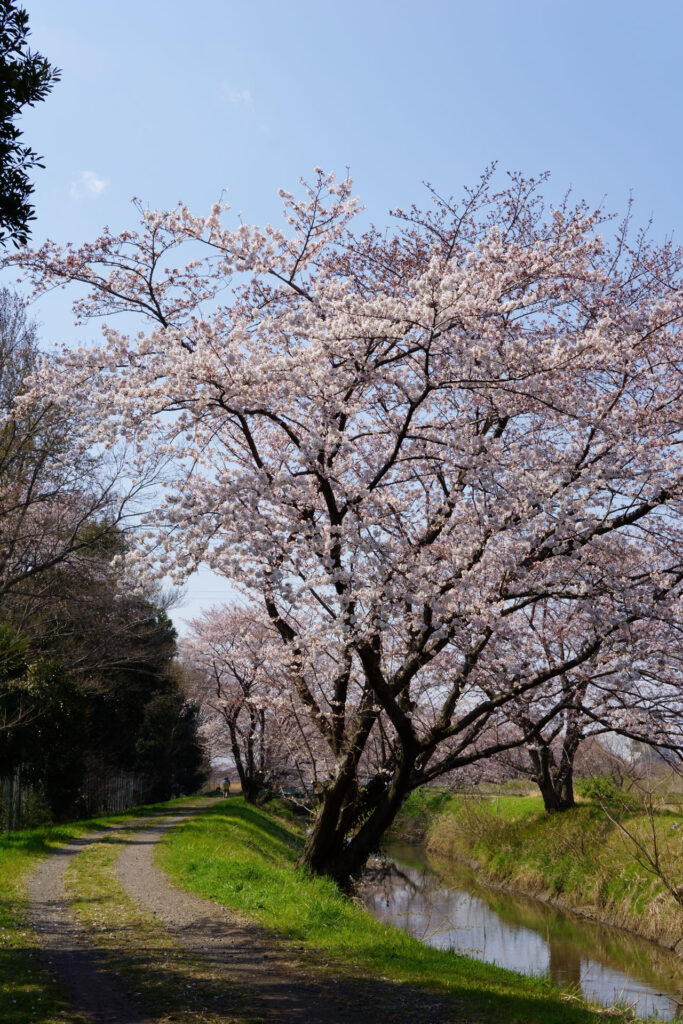姫宮落川｜桜並木の風景