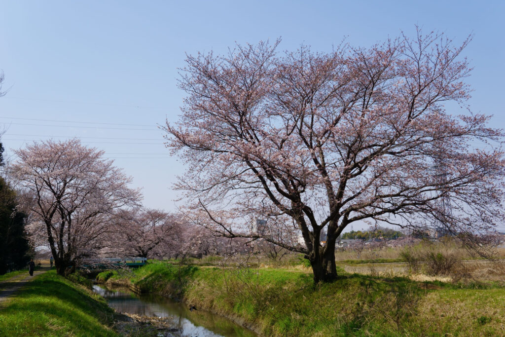 姫宮落川｜桜並木の風景