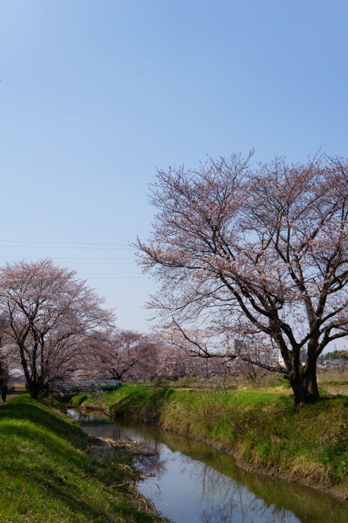姫宮落川｜桜並木の風景