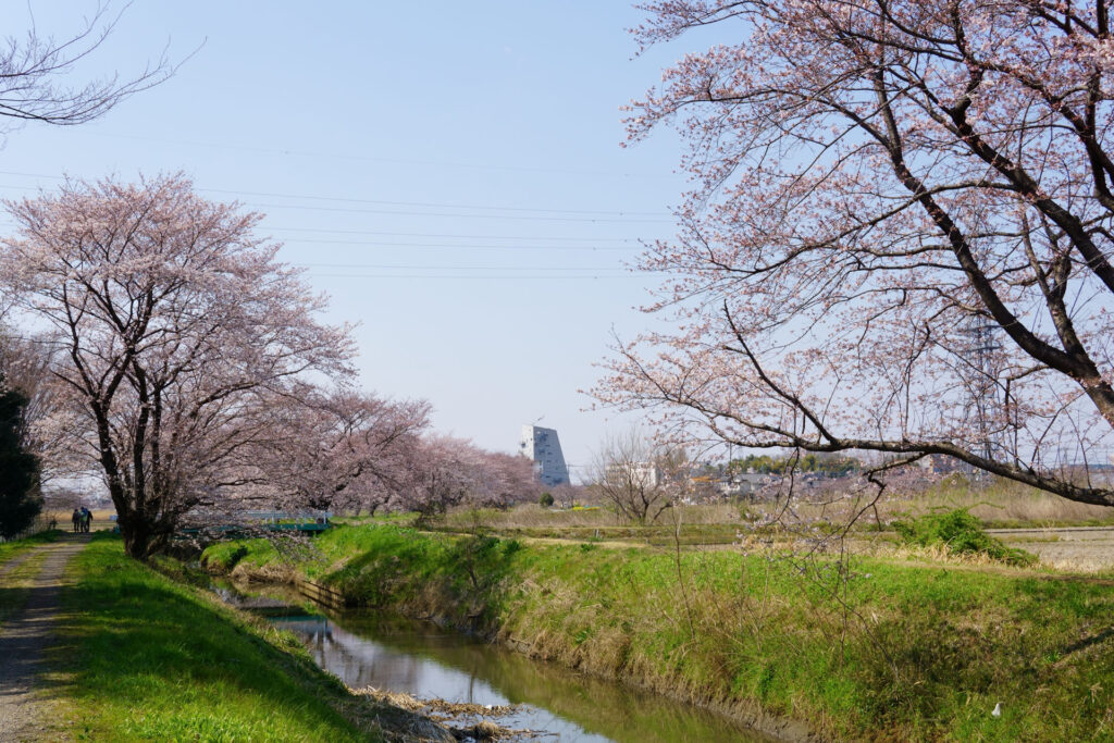 姫宮落川｜桜並木の風景