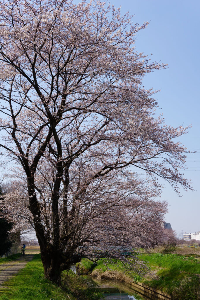 姫宮落川｜桜並木の風景