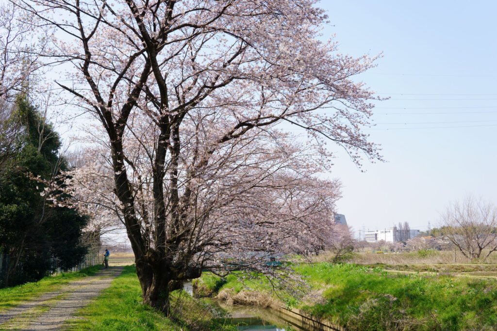 姫宮落川｜桜並木の風景