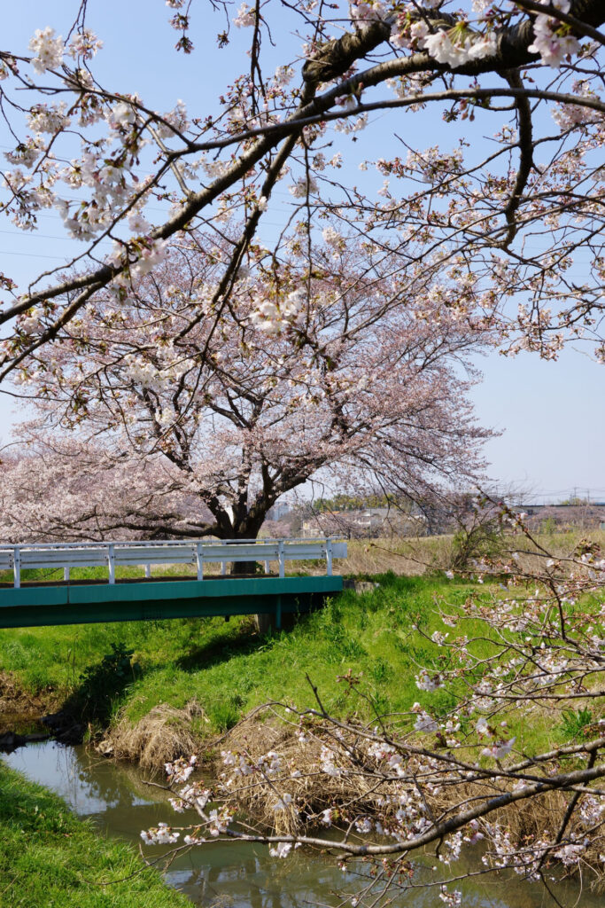 姫宮落川｜桜並木の風景