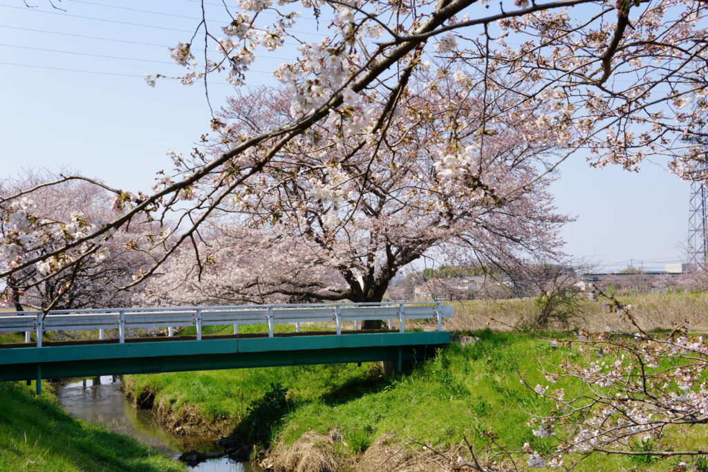 姫宮落川｜桜並木の風景