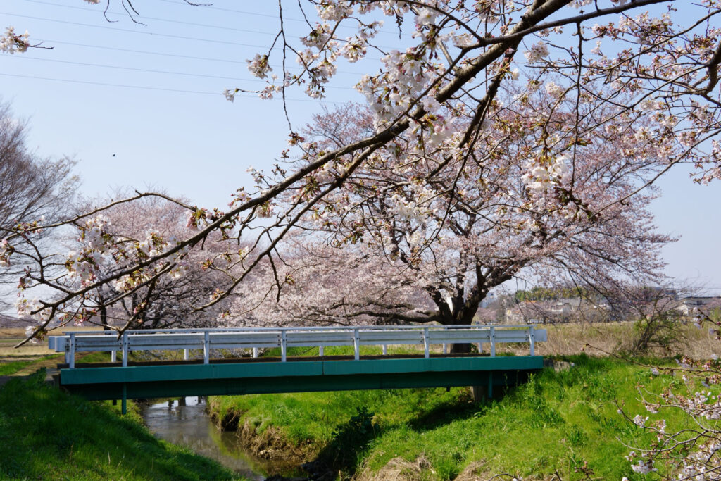 姫宮落川｜桜並木の風景