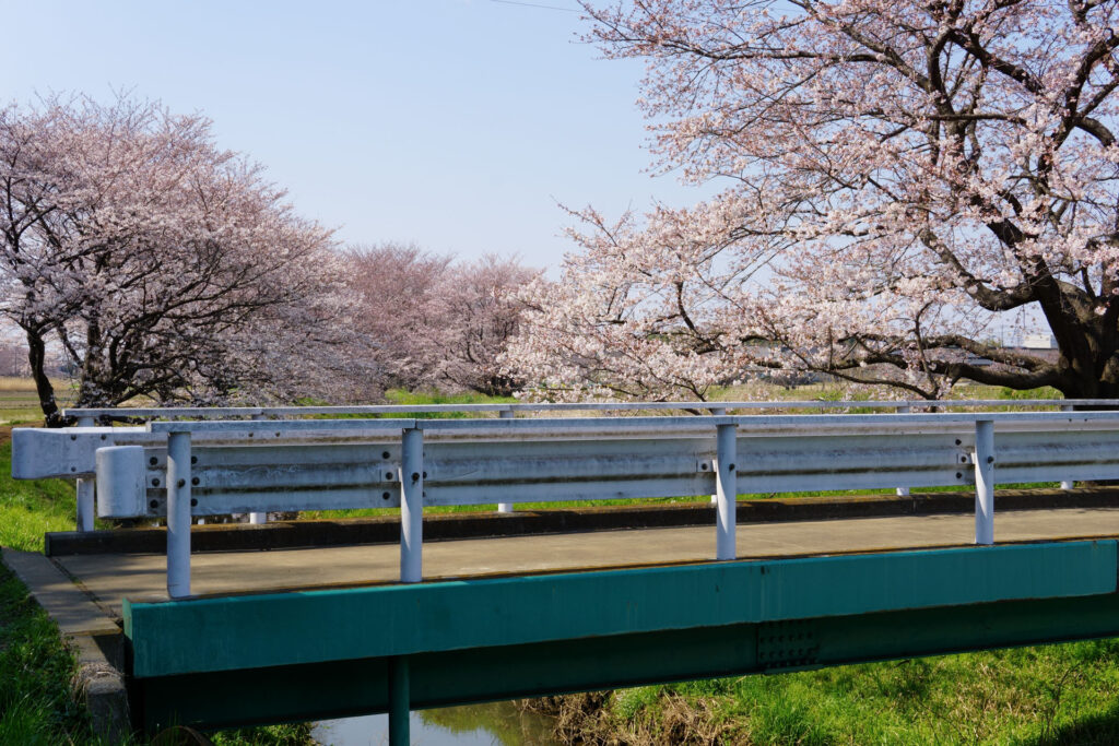 姫宮落川｜桜並木の風景