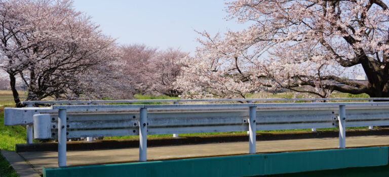 東武動物公園 隠れた桜の名所【2017-6】 東武動物公園 隠れた桜の名所【2017-6】