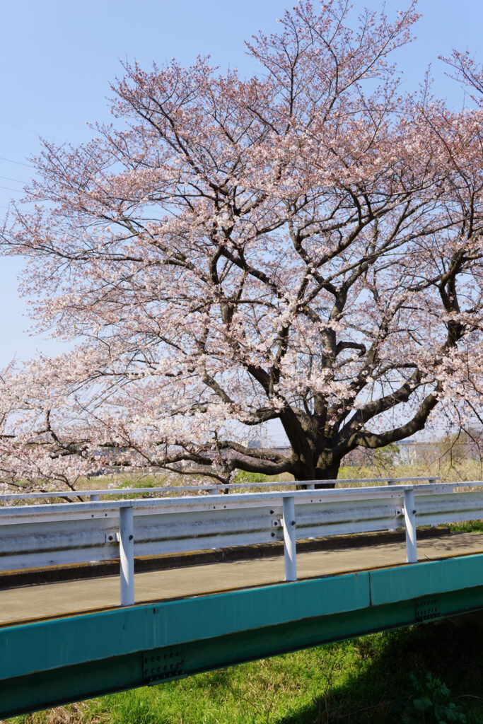 姫宮落川｜桜並木の風景