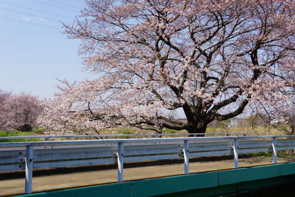 姫宮落川｜桜並木の風景