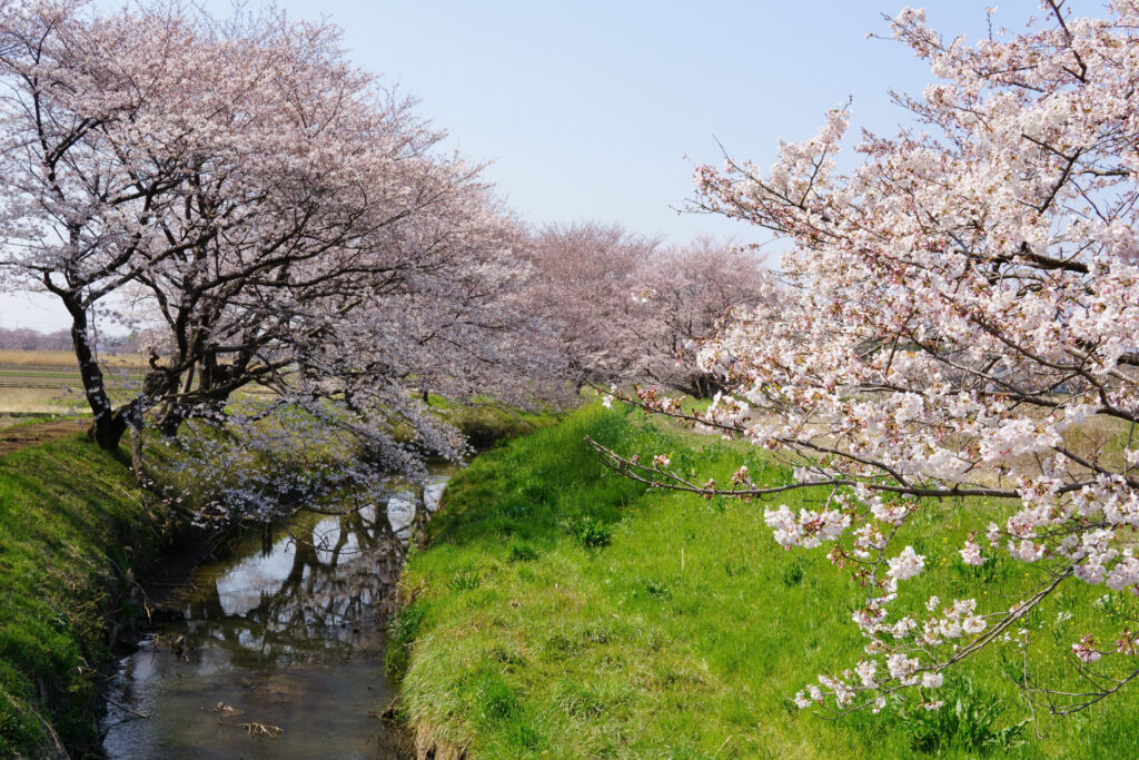 姫宮落川｜桜並木の風景