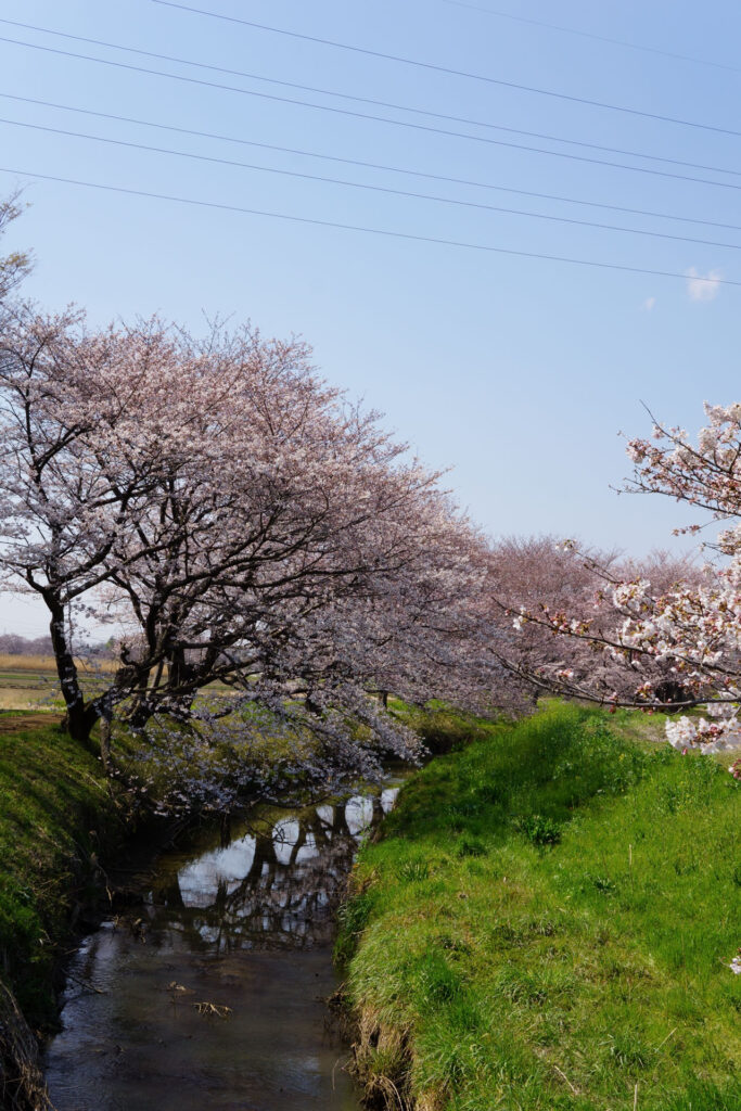 姫宮落川｜桜並木の風景