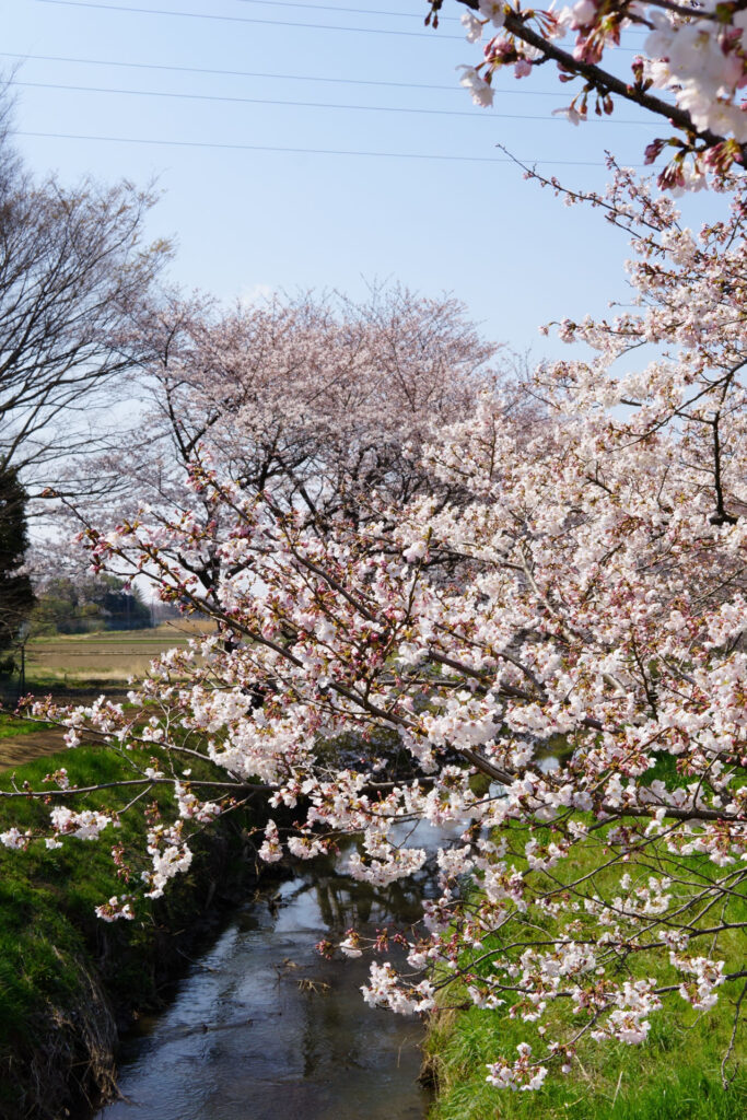 姫宮落川｜桜並木の風景