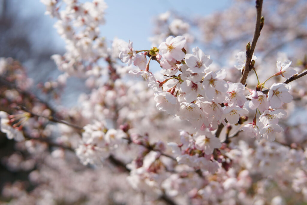 姫宮落川｜桜並木の風景