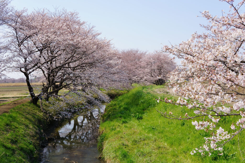姫宮落川｜桜並木の風景