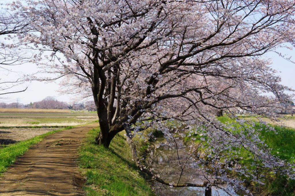 姫宮落川｜桜並木の風景