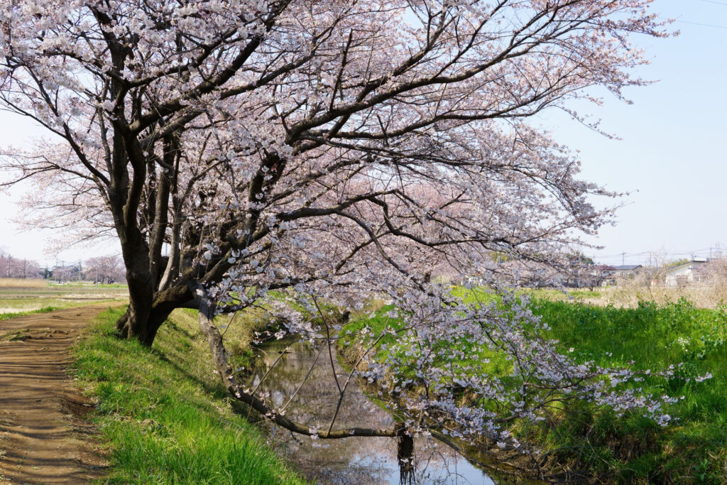 姫宮落川｜桜並木の風景