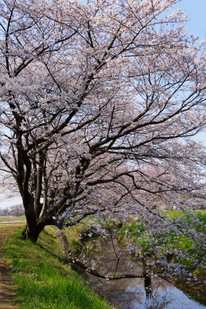 姫宮落川｜桜並木の風景