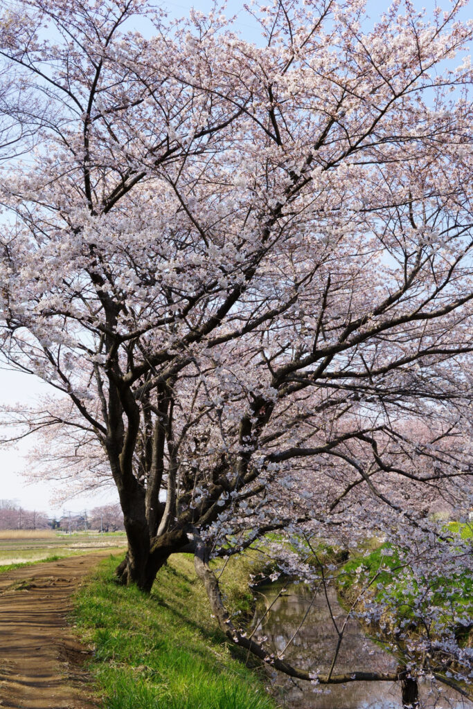 姫宮落川｜桜並木の風景
