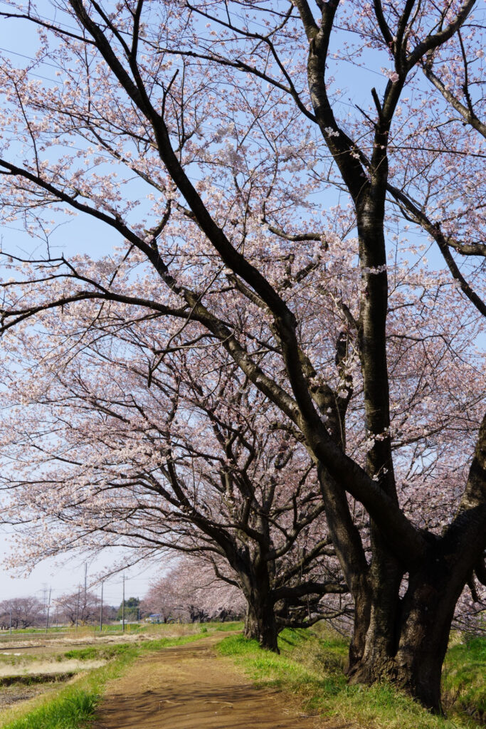 姫宮落川｜桜並木の風景
