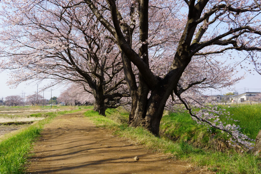 姫宮落川｜桜並木の風景