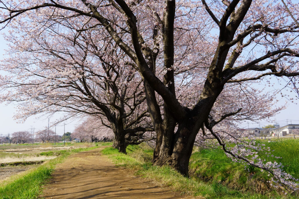 姫宮落川｜桜並木の風景