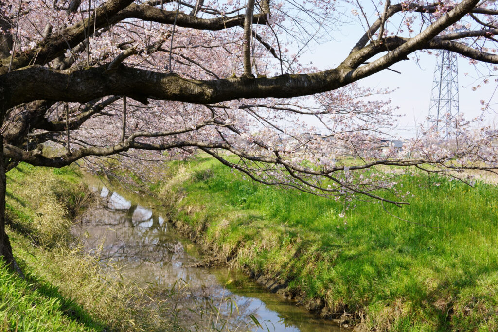 姫宮落川|桜並木の風景