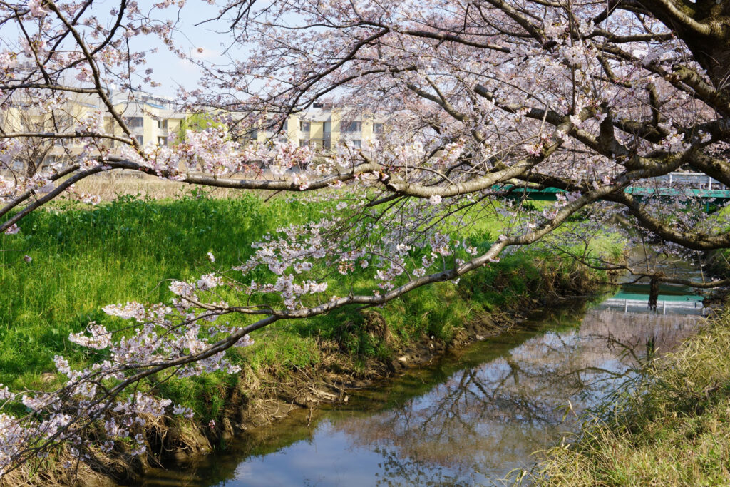 姫宮落川|桜並木の風景