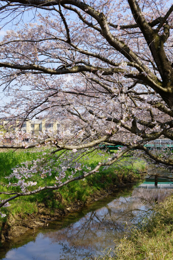 姫宮落川|桜並木の風景