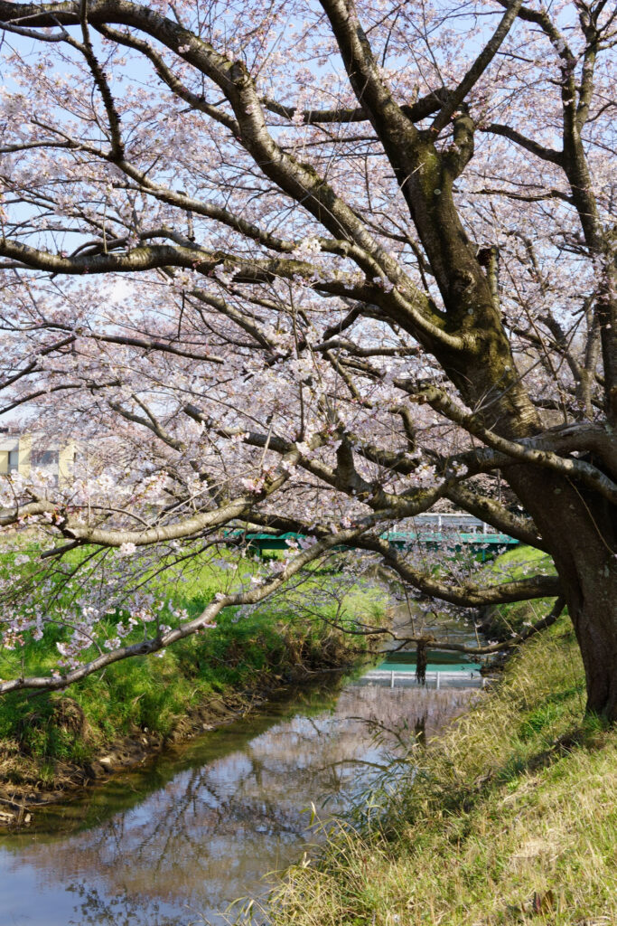 姫宮落川|桜並木の風景